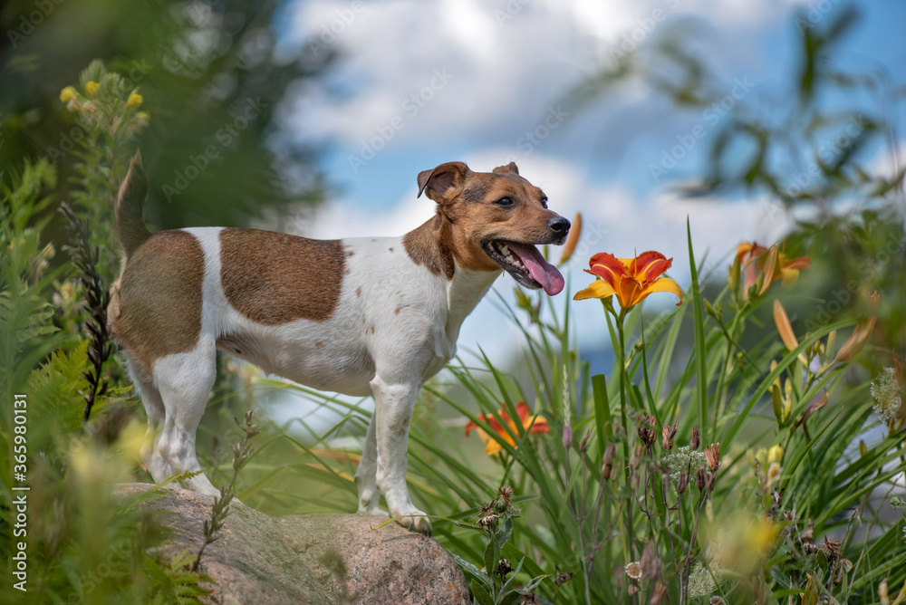 Jack russell terrier stands on a stone in the forest. Close-up photographed. Jack russell terrier stands on a stone in the forest. Close-up photographed.