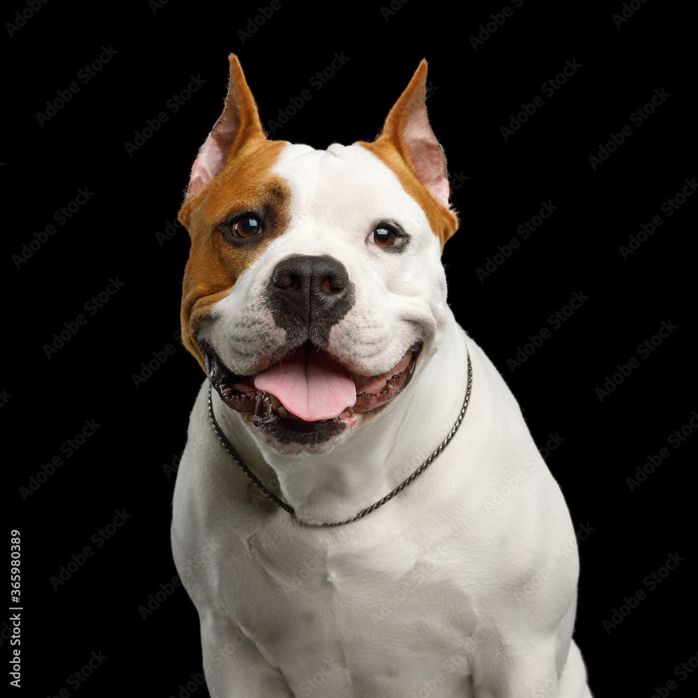 Portrait of Happy American Staffordshire Terrier Dog Looking in Camera and smile Isolated on Black Background