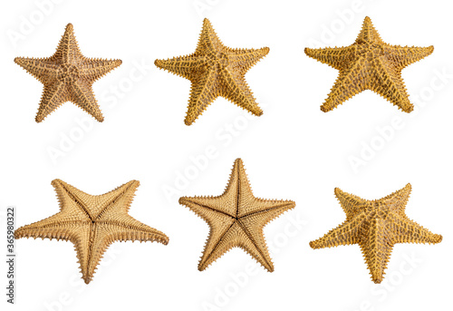 Set of starfish isolated on a white background. Close-up. Side view