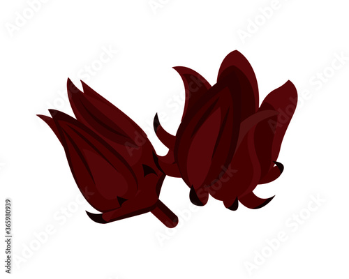 Closeup fresh Roselle flower ( Jamaica sorrel, Rozelle or hibiscus sabdariffa ) isolated on white background. Icon vector illustration.