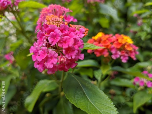 Wallpaper Mural Bormes les mimosas plus beau village de france sur la côte d'azur, ville fleurie maison en pierre ainsi que de nombreux vestiges et vu sur la mer méditérannée, lieu touristique chaleur soeil fleur Torontodigital.ca