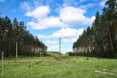 Power line in a pine forest.