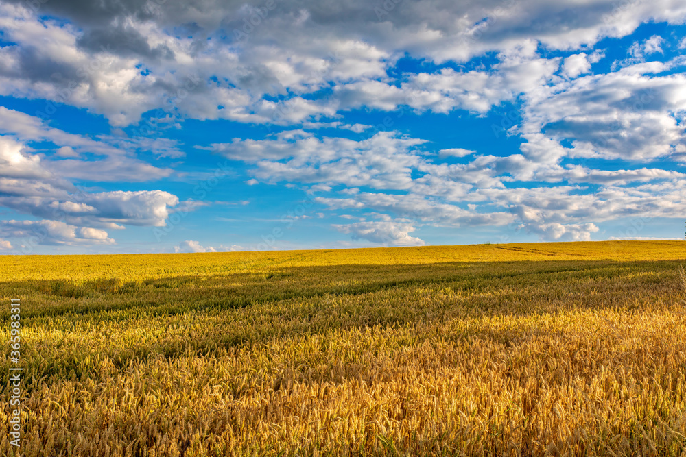 Hot summer day in the countryside. Yellow wheat field in july. Agricultural concept, landscape in highland, Vysocina Czech Republic Hot summer day in the countryside. Yellow wheat field in july. Agricultural concept, landscape in highland, Vysocina Czech Republic