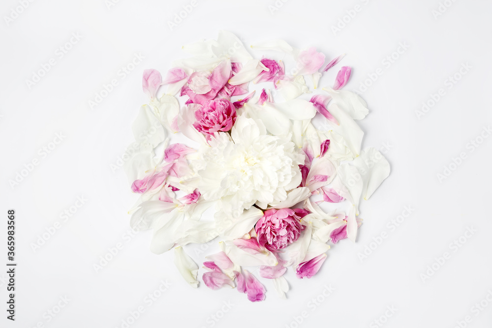White and pink peony flowers and petals scattered on white background, top view