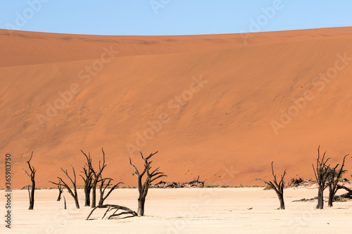 Sossusvlei sand dunes and dead trees of Namibia