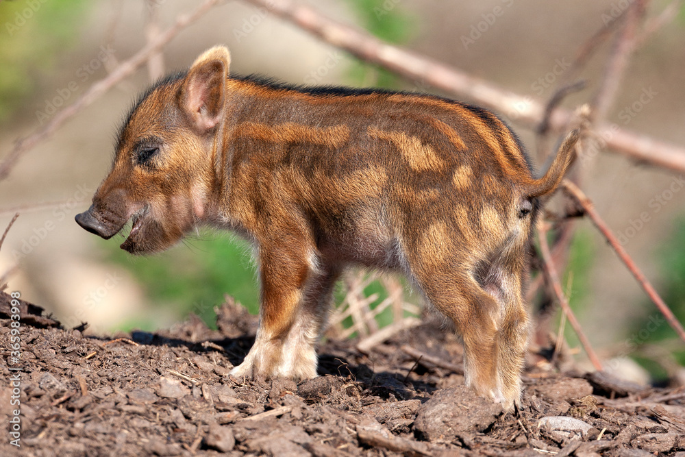 Young African Red River Hog (Potamochoerus porcus) Young African Red River Hog (Potamochoerus porcus)