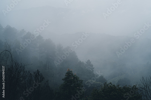 Trees in the forest and fog after the rain