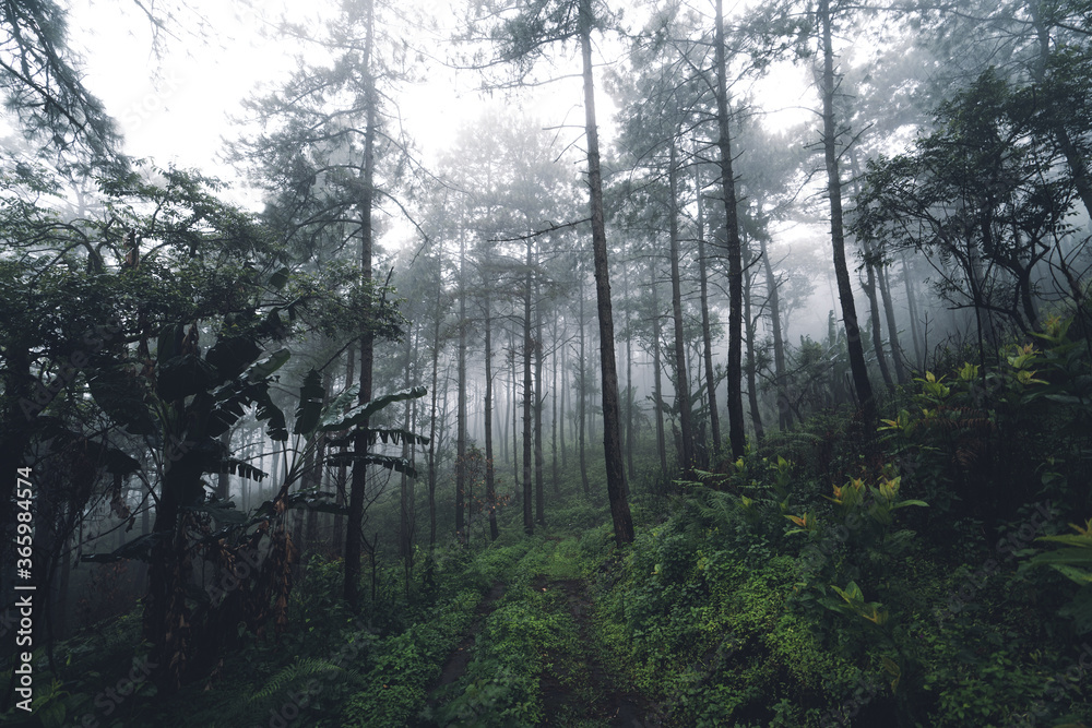 Trees in the forest and fog after the rain Trees in the forest and fog after the rain