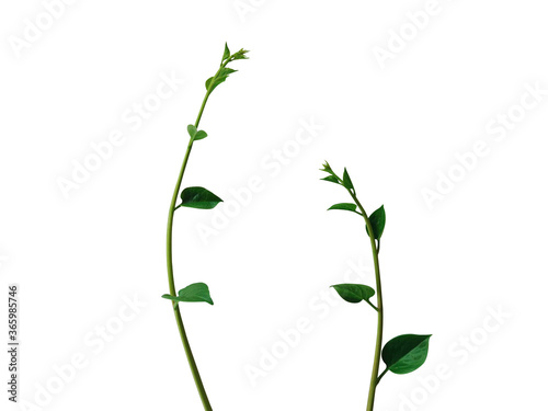 Ornamental plant isolated white background wiht clipping path.