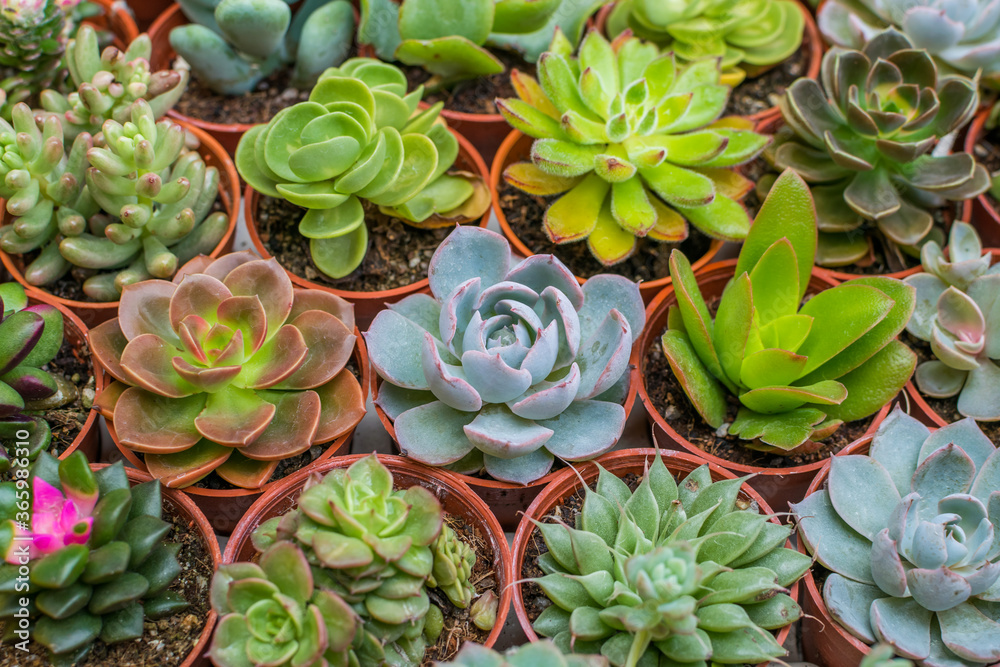 Close up of Crassulaceae, Used for general decoration in the house and  garden. Stock Photo | Adobe Stock