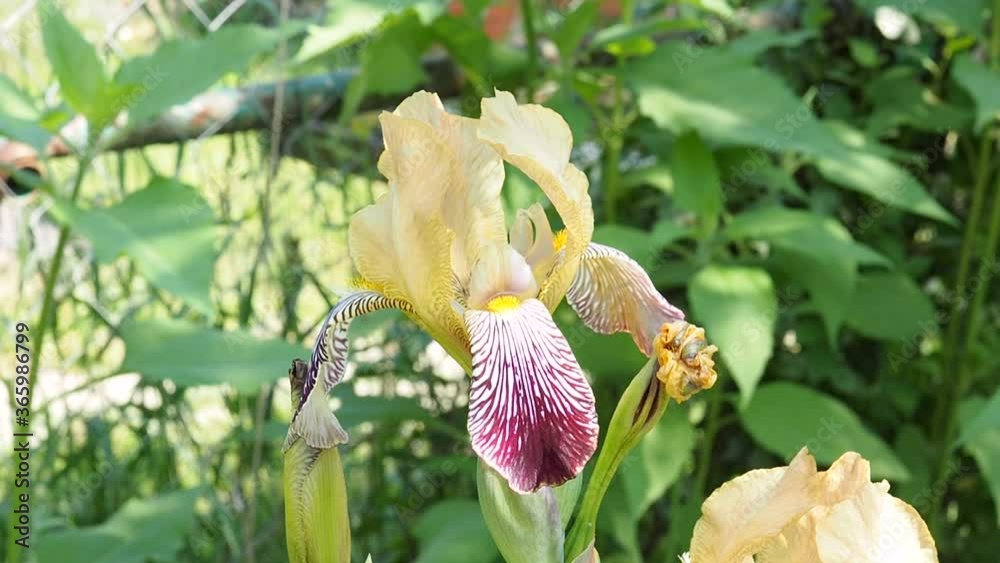Purple and yellow iris flower swaying in the wind. Irises grow from an outdoor garden. Purple and yellow iris flower swaying in the wind. Irises grow from an outdoor garden.