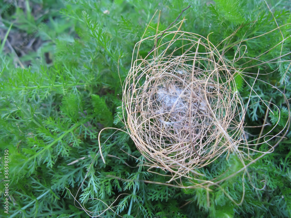 Abandoned birds nest on the ground, built rom twigs Abandoned birds nest on the ground, built rom twigs