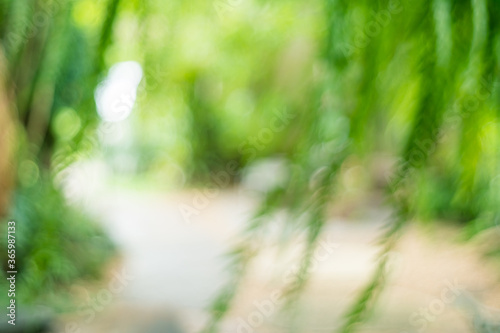 Blur nature bokeh green garden with tropical leaf copy space.