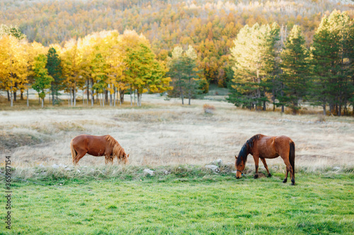 Two brown horses graze on a green meadow against the yellow autumn forest. © Nadtochiy