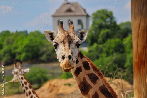 Photography Giraffe Head in Zoological Garden in Prague