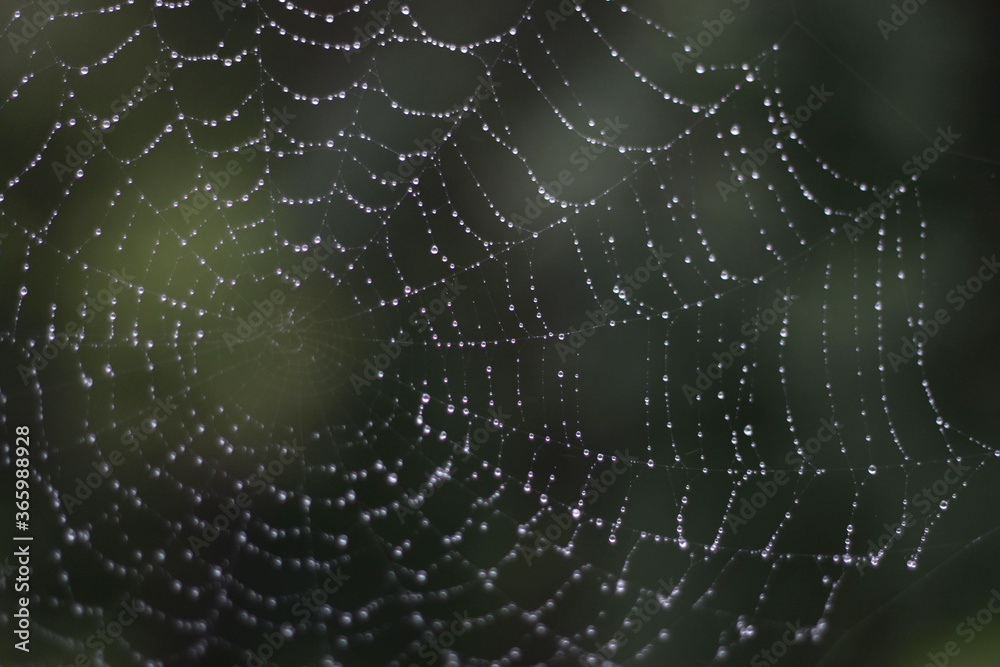 Naklejka premium cobwebs in water droplets on green macrophoto texture