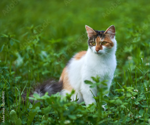 Norwegian forest cat in the grass