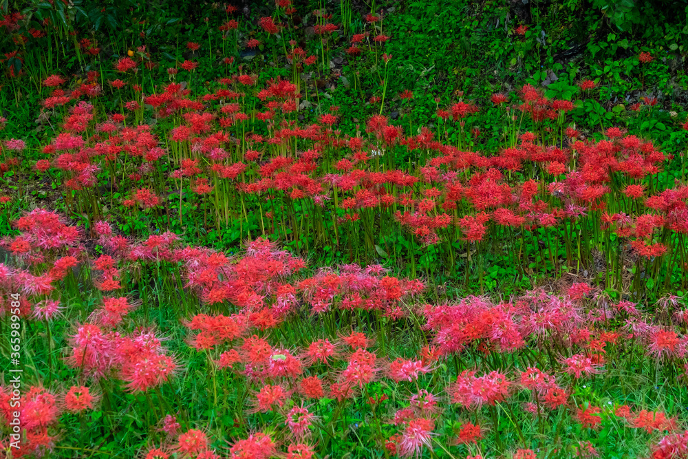 Spider lilies blooming in a beautiful green meadow