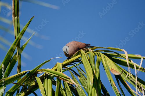 Streptopelia tranquebarica on tree with blue sky background. photo