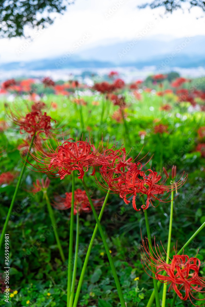 Spider lilies blooming on a hill overlooking an agricultural area
