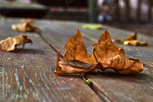 Dried leaves on a wooden table