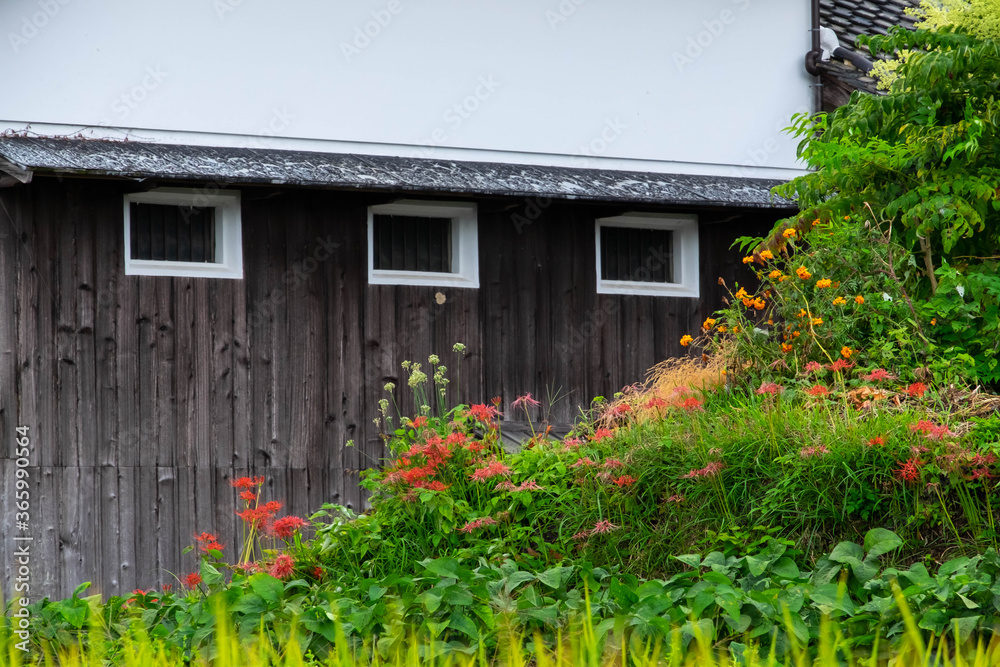 Old wooden buildings and spider lilies