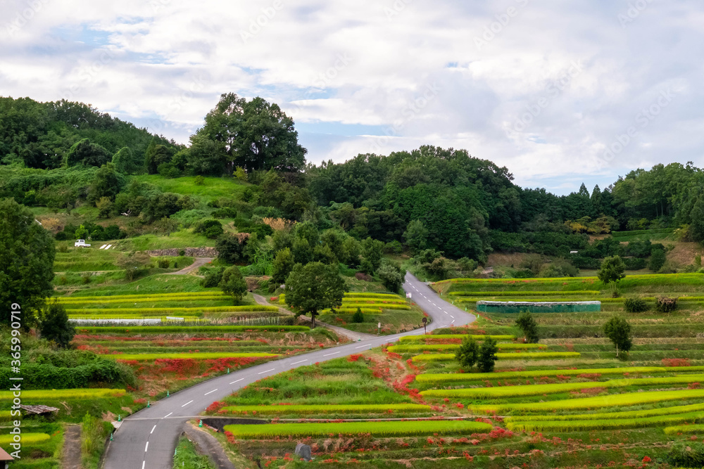 Rice fields, farm roads and spider lilies, a typical Japanese scene