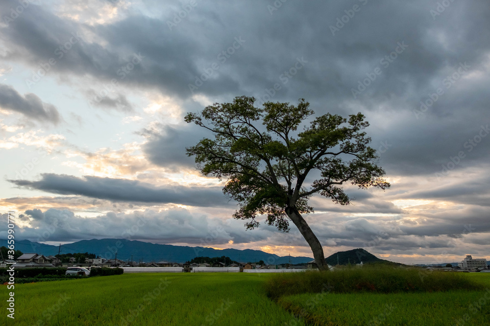 Fototapeta premium Evening clouds and strikingly shaped trees