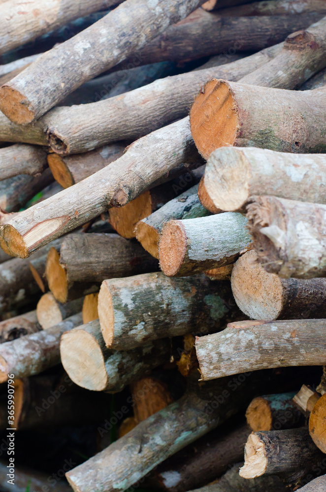 Pile of Wood Sticks for Firewood Used. Pile of Wood Sticks for Firewood Used.