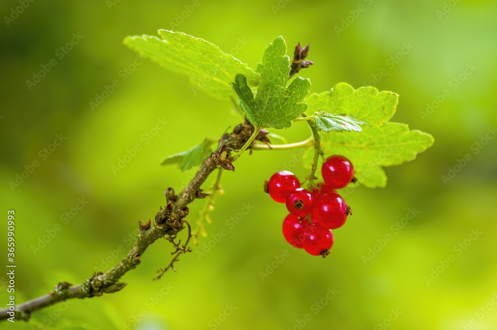 red berry ribs on currant bush in the garden season