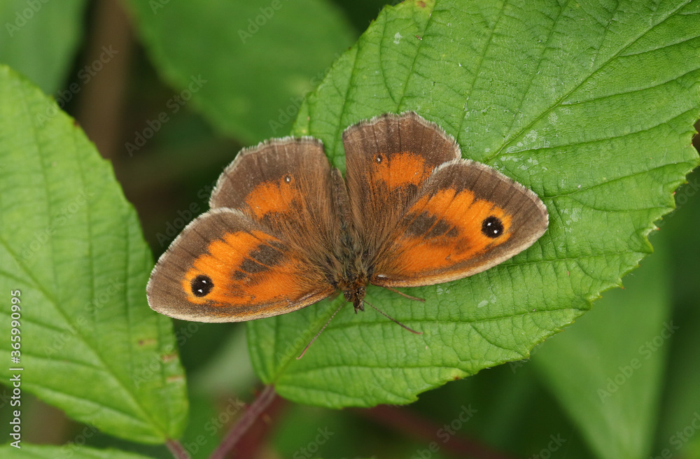 A beautiful Gatekeeper Butterfly, Pyronia tithonus, warming up with its wingspread on a leaf. A beautiful Gatekeeper Butterfly, Pyronia tithonus, warming up with its wingspread on a leaf.