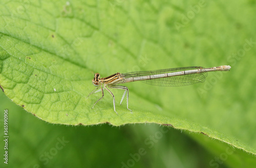 A rare White-legged Damselfly, Platycnemis pennipes, perching on a leaf.