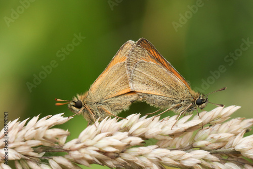 A mating pair of stunning Small Skipper Butterfly, Thymelicus sylvestris, perching on a grass seed head in a meadow.