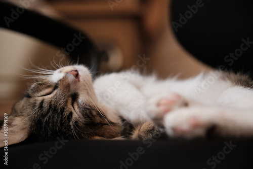 Tabby and white domestic cat sleeping on a computer chair © ozencdeniz