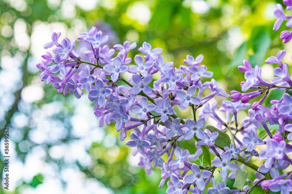 Lilac shrub flower blooming in spring garden. Common lilac Syringa vulgaris bush