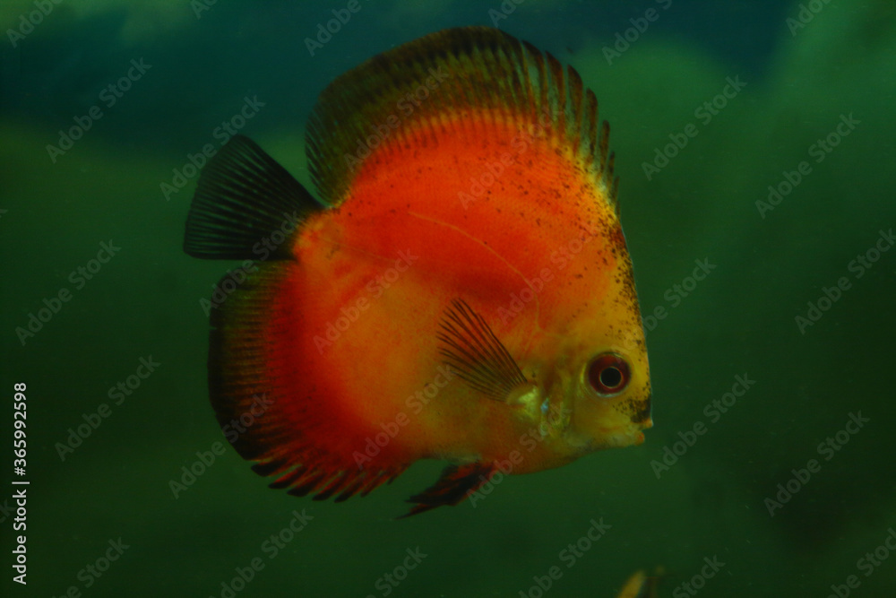 Fish discus