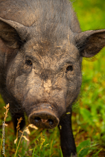 A photo of a fat  dirty pig covered in stubble.