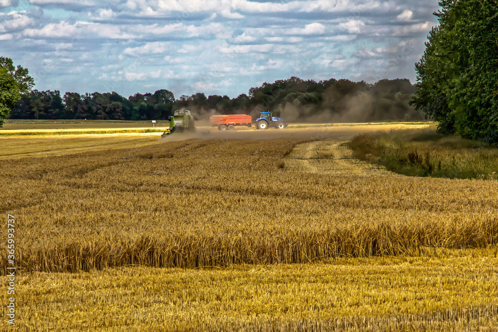 Fototapeta premium wheat fields