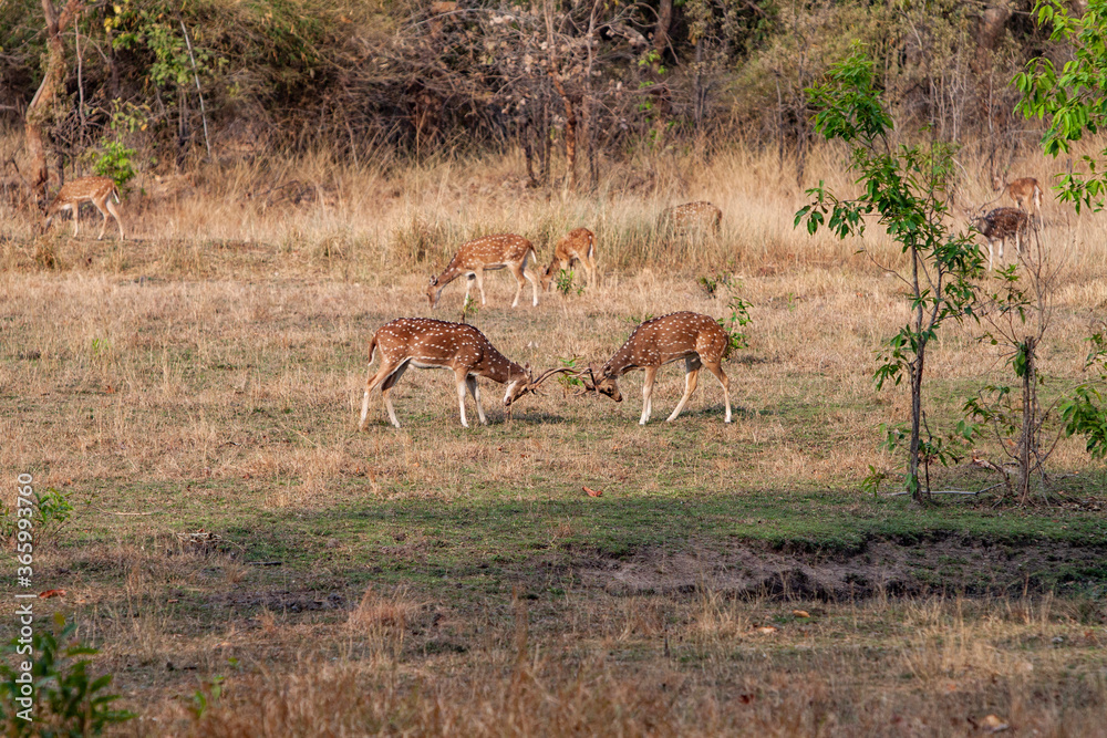 Chital or cheetal deers (Axis axis), also known as spotted deer or axis deer in the Bandhavgarh National Park in India Chital or cheetal deers (Axis axis), also known as spotted deer or axis deer in the Bandhavgarh National Park in India