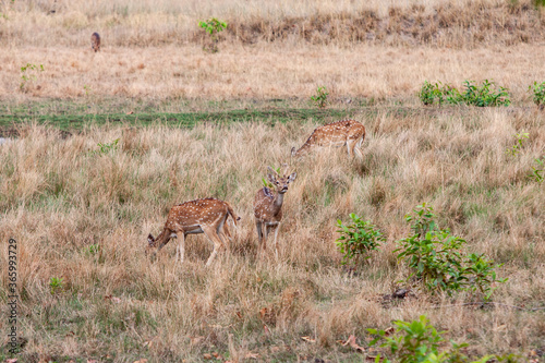 Fototapeta Naklejka Na Ścianę i Meble -  Chital or cheetal deers (Axis axis), also known as spotted deer or axis deer in the Bandhavgarh National Park in India