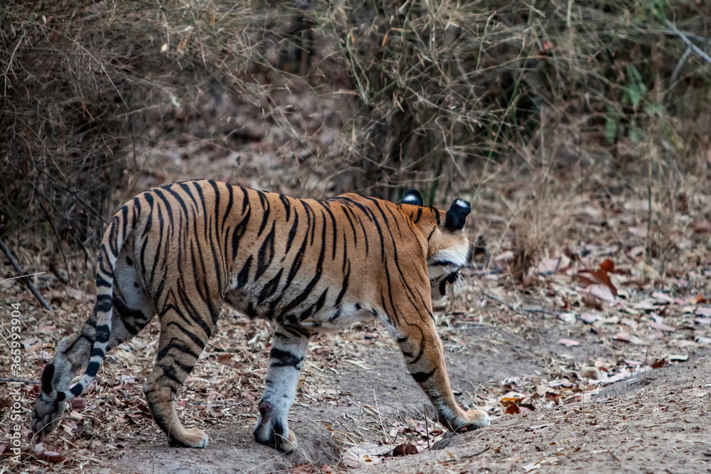 Bengal tiger in Bandhavgarh National Park, India Bengal tiger in Bandhavgarh National Park, India