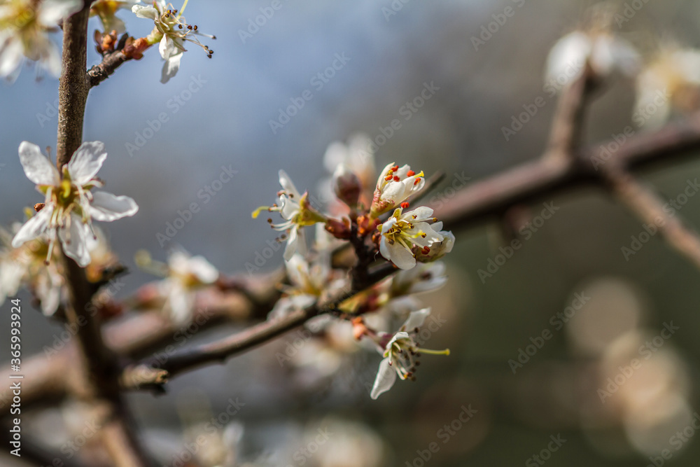 flowers flowers