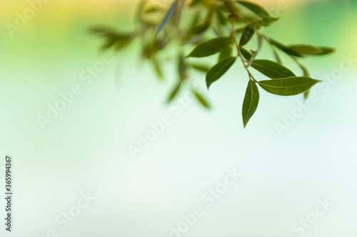 Green leaves of willow tree over the water. Selective focus. Beautiful summer nature background