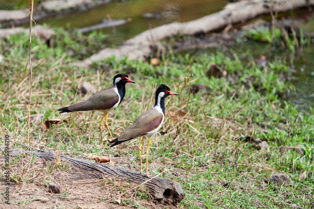 Red-wattled lapwing (Vanellus indices) or large plover or wader in the Bandhavgarh National Park in India Red-wattled lapwing (Vanellus indices) or large plover or wader in the Bandhavgarh National Park in India