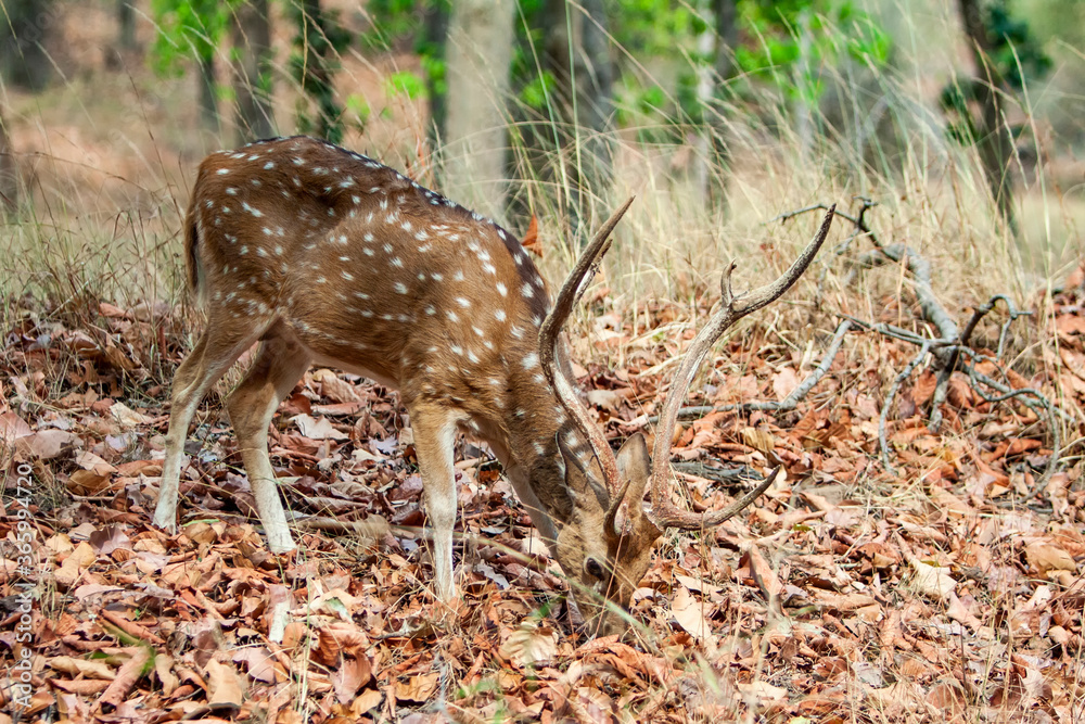 Chital or cheetal deer (Axis axis), also known as spotted deer or axis deer in the Bandhavgarh National Park in India Chital or cheetal deer (Axis axis), also known as spotted deer or axis deer in the Bandhavgarh National Park in India
