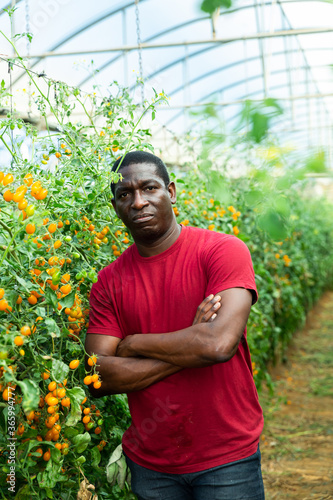 Positive african american farmer checks the growth of yellow tomatoes in the greenhouse. High quality photo