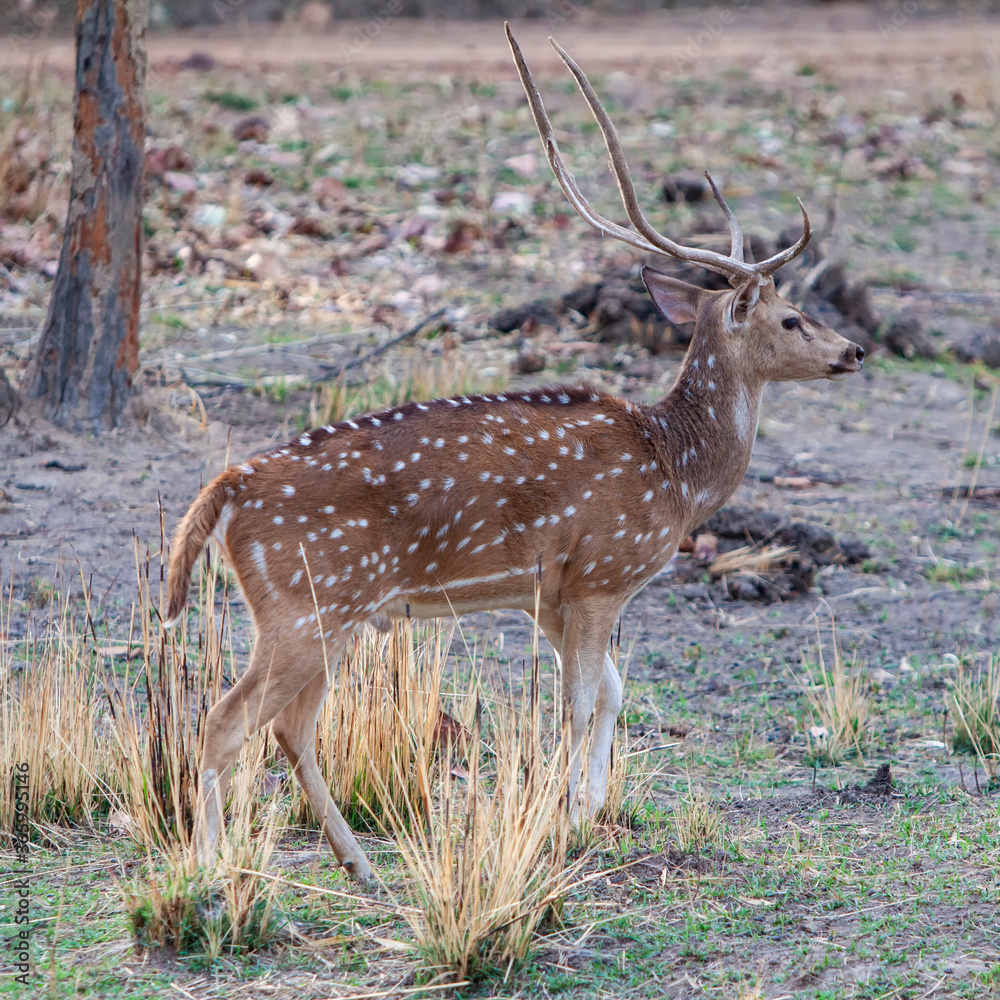 Chital or cheetal deer (Axis axis), also known as spotted deer or axis deer in the Bandhavgarh National Park in India Chital or cheetal deer (Axis axis), also known as spotted deer or axis deer in the Bandhavgarh National Park in India