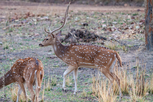 Chital or cheetal deers  Axis axis   also known as spotted deer or axis deer in the Bandhavgarh National Park in India
