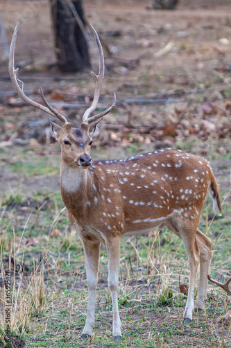 Chital or cheetal deer  Axis axis   also known as spotted deer or axis deer in the Bandhavgarh National Park in India