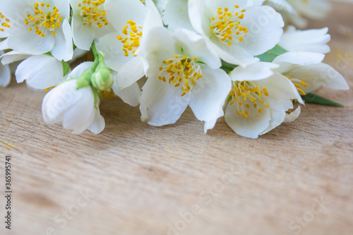 White jasmine flowers  traditional green tea ingredient  aromatherapy flavor